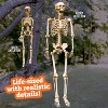 Life Size Human Skeleton Halloween Decoration Value 2 Pack- Adult 5' 4" & Child 2' - Articulated Posable Limbs Stay, Weather Resistant Indoor/Outdoor - 2 of 4