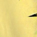 plumeria floral autumn beige