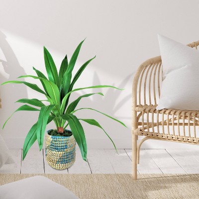 36" Green Artificial Dracaena Plant with Blue and Cream Wicker Basket