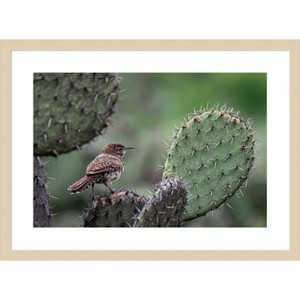 Amanti Art Cactus Wren on Cactus by Brandon Gregorius Wood Framed Wall Art Print - 1 of 4