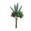 Succulent Bundle (Set of 6) - 3 of 4