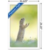 Trends International The Comedy Wildlife Photography Awards: Perdita Petzl - Conducting Framed Wall Poster Prints - 3 of 4