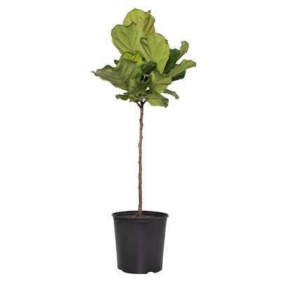 Ficus Lyrata Standard - National Plant Network: Indoor Plant, 48" Tall, 10" Nursery Pot, Partial Shade Required
