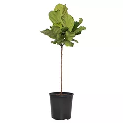 Ficus Lyrata Standard - National Plant Network