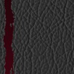 tampa bay buccaneers