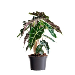 Live 6"  Alocasia Polly Houseplant in Grower Pot - 1 of 3