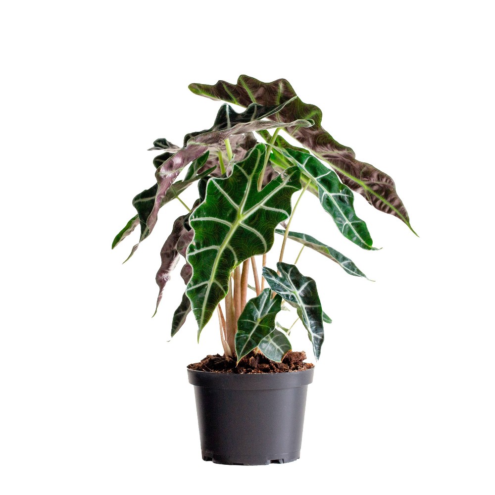 LiveTrends Live 6" Alocasia Polly Houseplant in Grower Pot
