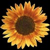 Men's Design By Humans Sunflower By Maryedenoa T-Shirt - 2 of 4