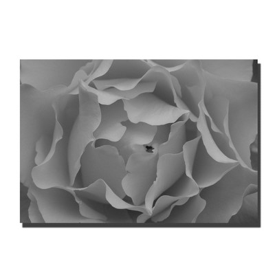 Trademark Fine Art -Kurt Shaffer 'Hypnotic Rose' Canvas Art