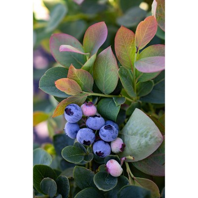 2.5qt Bushel and Berry Blueberry Silver Dollar - National Plant Network