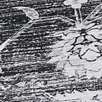 ash