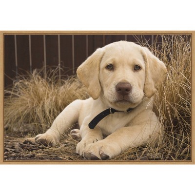 23" x 16" Labrador Retriever Puppy by Rick A Brown Danita Delimont Framed Canvas Wall Art - Amanti Art