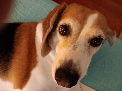 Guest review image 1 of 1, zoom in