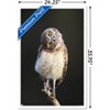 Trends International Curious Burrowing Owlet Framed Wall Poster Prints - 3 of 4
