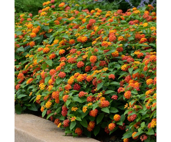 4pc Lantana Lucky Flame - Cottage Hill