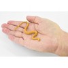 Collectible Wildlife Gifts | Snake, king Brown Snake, Mulga, Rubber Reptile, Realistic Hand Painted,  Model,   Gift,       4 1/2"       F3464 B360 - 2 of 4