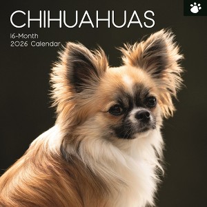 2026 Square Wall Calendar, Chihuahuas, 16-Month Paw Prints Theme with 180 Reminder Stickers (12x12 In) - 1 of 4