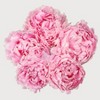 5 Stem Winter Peony Bouquet - Good Little Garden™ - 2 of 3