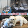 Attatoy Chonky Cat Weighted Plush; Fat Cat Stuffed Plush Animal Toy - 3 of 4
