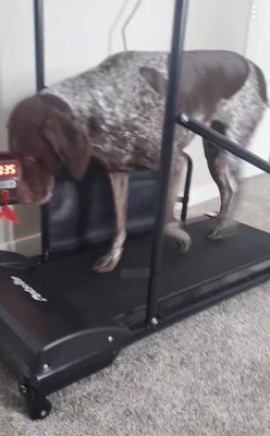 Petsite Pet Treadmill Indoor Exercise for Dogs Pet Exercise