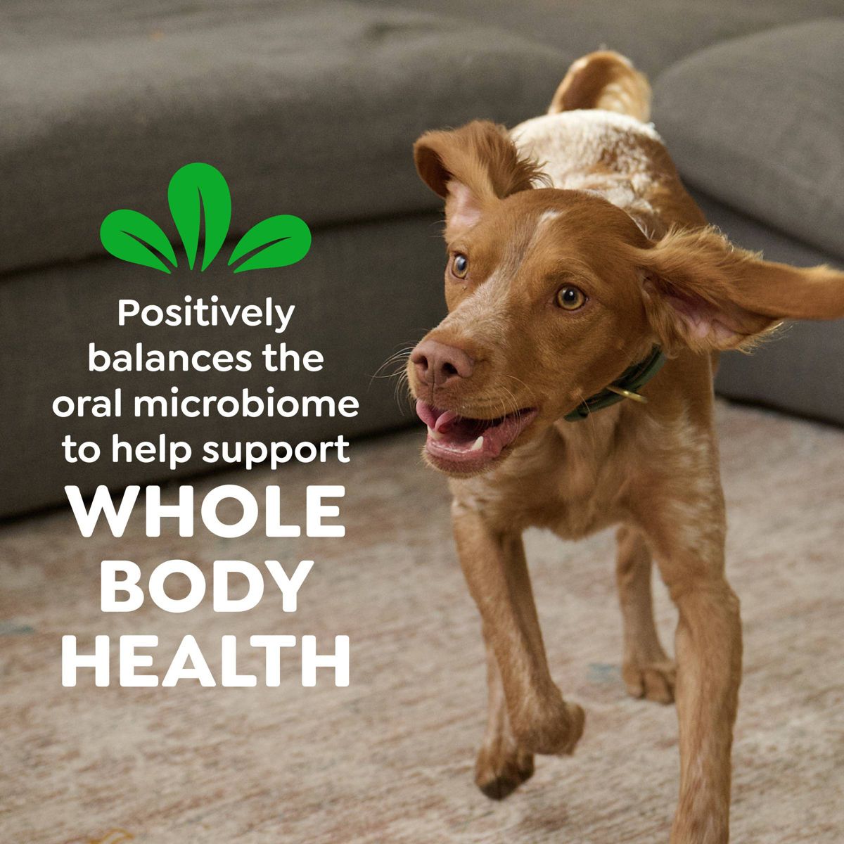 Greenies Large Chicken Flavor Chewy, Dental Hard Chews Dog Treats - thumbnail 9