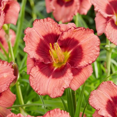  5ct Daylilies Dan Mahony Roots - Van Zyverden 