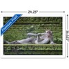 Trends International The Comedy Wildlife Photography Awards: Delphine Casimir - The Rainforest Dandy Framed Wall Poster Prints - 3 of 4