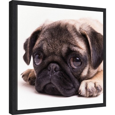 Sad Sack Pug Framed Canvas Print in Black Frame