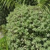 1pc Pittosporum Variegated - National Plant Network: Fragrant Spring Flowers, Ornamental Fruit, 10" Nursery Pot - 3 of 4