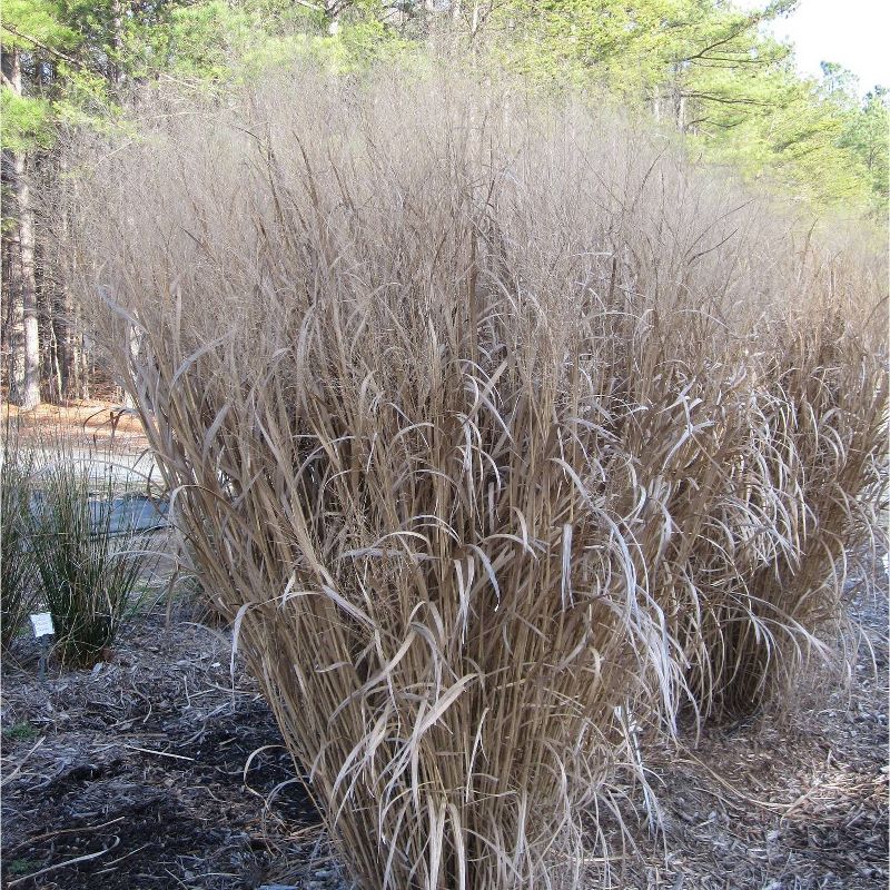 Van Zyverden Ornamental Grass Tall Switch One Dormant Potted Plant, 3 of 6