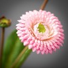 Sullivans Artificial Pink Primrose Spray 4.5"L - 2 of 2