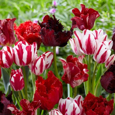 Set of 15 Bulbs Tulips Rouge Candy Blend - Van Zyverden