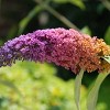 Buddleia Bi-Color - National Plant Network: Pollinator-Friendly Shrub, Full Sun Tolerance, 4" Nursery Pot - 4 of 4