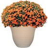 Classic Home and Garden Indoor/Outdoor Round Honeysuckle Resin Flower Pot Planter - 3 of 4