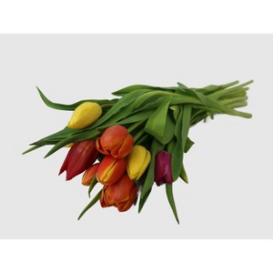 10 Stem Cut Fall Rainbow Tulips - Good Little Garden™ - 1 of 3
