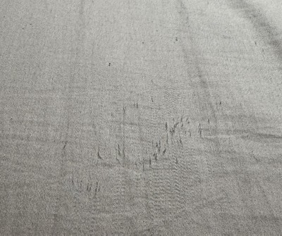 Guest review image 2 of 2, zoom in