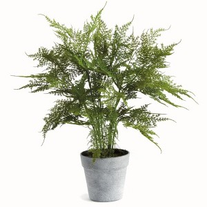 Plum & Post Plumosa Fern Artificial Plant Drop-In - 1 of 4