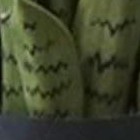snake plant (green)