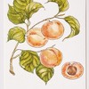 Plum & Post Autumnal Fruit Prints, Set of 4 - Pink/Orange - Fir Wood - 2 of 4
