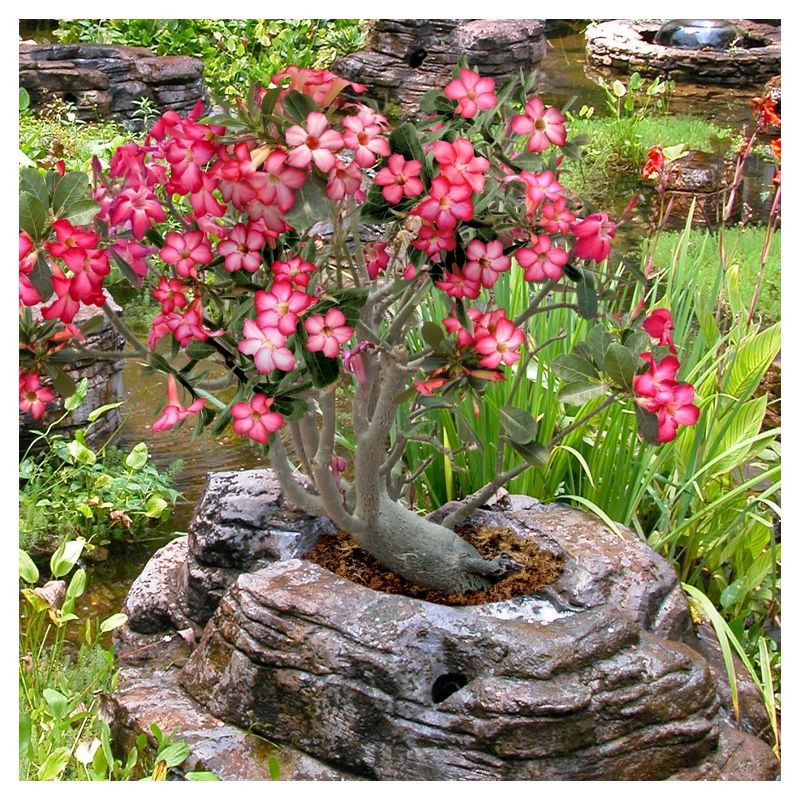 Desert Rose&#39;  1pc - National Plant Network -  Indoor Plant Or U.S.D.A. Hardiness Zones 10 - 11, 4 of 6