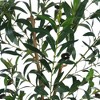 Tall Artificial Olive Tree, Realistic Fake Olive Tree With Adjustable Branches, Faux Potted Olive Tree - 4 of 4