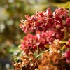Sullivans Artificial 43" Dried Hops Stems - Set of 3, Multicolored - 2 of 2
