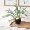 Plum & Post Staghorn Fern Drop-In 21" - 3 of 4