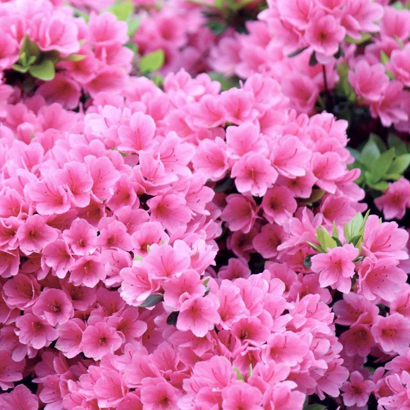 2.25gal Pink Ruffles Azalea Plant with Pink Blooms - National Plant Network, 1 of 6