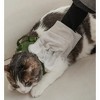 Dexypaws: Pet Spa Glove Wipes - Cat - 10ct Grooming Mitts, Oatmeal & Aloe - 2 of 4