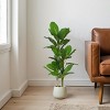 GlasFlength Artificial Plants Artificial Rubber Tree Artificial Dieffenbachia Plant Faux Plants for Indoor Home Decor, Green, 25"*25"*42" - 2 of 4