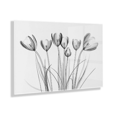 23" x 31" Crocus X Ray Floral by The Creative Bunch Studio Floating Acrylic Art - Kate & Laurel All Things Decor