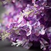 Sullivans 21" Artificial Purple Lilac Bush - 2 of 2