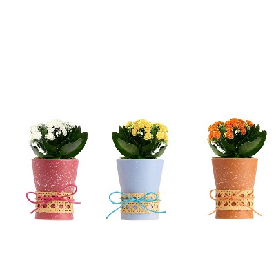 Chloe - Good Little Garden™