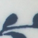 blue violet